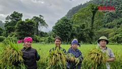Mùa lúa trở lại bản Đoòng