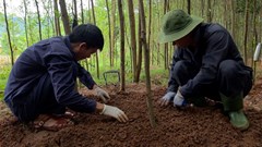 Quảng Trị quy tập 7 hài cốt liệt sĩ tại hai địa điểm