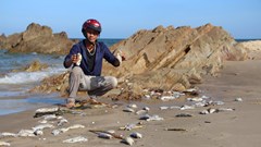 Lấy mẫu nước biển tìm nguyên nhân cá chết