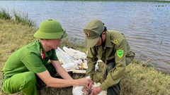  Ngăn chặn kích điện, bẫy bắt chim hoang dã trên những cánh đồng
