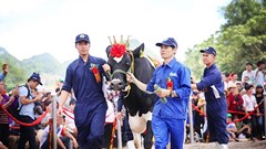 40 “nàng hậu” bò sữa Mộc Châu bước vào mùa tranh ngôi vương 