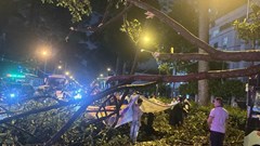 Lại có người chết vì cây gãy: Bao giờ rủi ro được chặn trước cơn giông?