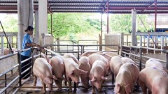Giá heo hơi hôm nay 16.5: Miền Bắc áp sát miền Nam về giá