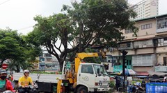 Nghiên cứu giải pháp tìm ra khuyết tật cây xanh