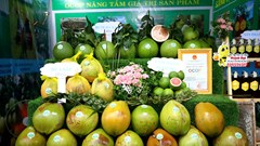 Festival 100 năm Dừa sáp Trà Vinh “Hương vị miền đất phúc”