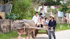 Tiếng Nghệ, tiếng Thái “vắt kiệt” IQ của các ông bố