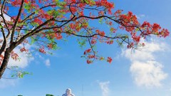 Hè về, Cấm Sơn rực rỡ sắc màu