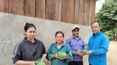 Kon Tum: Cấp phát hơn 3.200 cây giống sâm Ngọc Linh cho hộ nghèo DTTS ở huyện Tu Mơ Rông