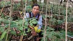 Tri thức dân gian về sâm Ngọc Linh Kon Tum được công nhận là Di sản văn hóa phi vật thể quốc gia