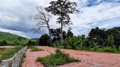 Đề nghị chi 400 triệu… để chặt hạ cây di sản đã chết khô (!?)