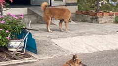 Mất “tình làng nghĩa xóm” vì… thú cưng