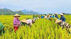  “Mùa vàng” trên cánh đồng Mường Quạ