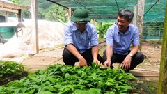 “Tri thức dân gian khai thác, trồng và chế biến sâm Ngọc Linh”