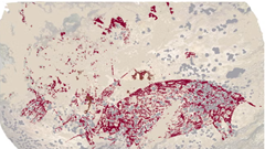  Phát hiện tác phẩm nghệ thuật lâu đời nhất thế giới trong hang động