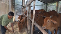  Hỗ trợ sinh kế cho đồng bào vươn lên thoát nghèo