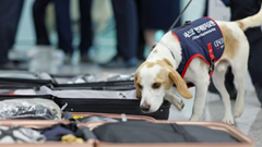 Triển khai biện pháp sàng lọc rệp tại sân bay 