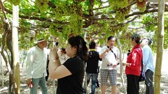 Chung tay để du lịch nông nghiệp phát triển