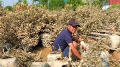 Nước mắt người trồng đào, quất tại Hà Nội