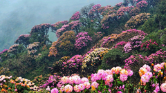  Rừng núi Tây Bắc khoe sắc xuân