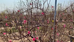  Quất Tứ Liên, đào Nhật Tân rực rỡ đón Tết