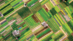 Làng rau, làng nghề