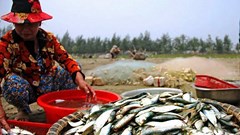  Ngư dân phấn khởi đón “lộc biển” đầu năm