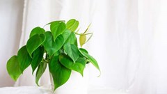 10 loại cây trong nhà dễ chăm sóc mà ai cũng nên có