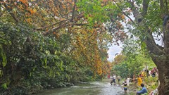  Hoa trang suối Tà Má hút khách