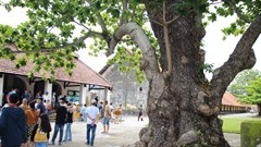 Những cây bàng mang dáng hình Tổ quốc