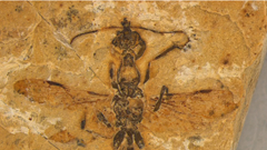 Hóa thạch tiết lộ loài kiến “địa ngục” cổ nhất hành tinh