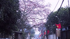 Cây gạo - chứng nhân và niềm tự hào