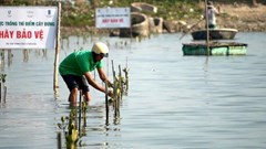 Trồng cây đưng cải thiện hệ sinh thái đồng muối Sa Huỳnh