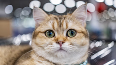 AI sắp giúp bạn hiểu được “tiếng lòng” thú cưng?