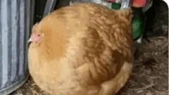  Vẽ thế nào là đúng?