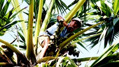 Gìn giữ vị ngọt hồn quê