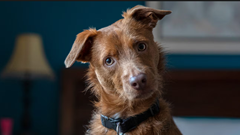 Công nghệ AI mở ra kỷ nguyên giao tiếp với động vật