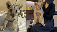 Nhà hàng Trung Quốc gây tranh cãi vì cung cấp dịch vụ ôm.. sư tử con