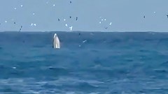  “Hồi sinh” khu bảo tồn biển vịnh Nha Trang