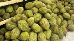 Giá sầu riêng “chạm đáy” ở miền Bắc