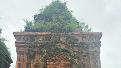 Lại bị mủn nát gạch phục chế