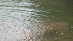 Thảm họa từ đánh cá bằng thuốc nổ