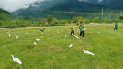 Báo động nạn “tận diệt” chim trời