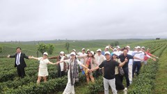 Kết nối xứ biển, trà và hoa