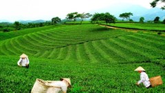 Nhịp chuyển động mới trên những vùng chè Phú Thọ