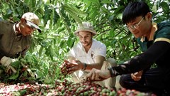 Đắk Lắk: Du khách say mê hành trình “từ vườn đến ly” cà phê