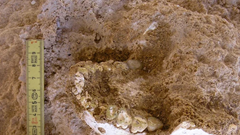 Maroc: Phát hiện hóa thạch gần 800.000 năm hé lộ nguồn gốc sớm của loài người