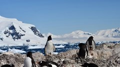 Chim cánh cụt Nam Cực đẩy sớm mùa sinh sản để thích nghi biến đổi khí hậu