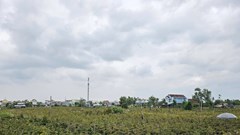 Thủ phủ mai vàng miền Trung rộn ràng vào vụ Tết