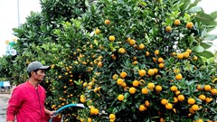  Xuân sớm trên đảo tiền tiêu