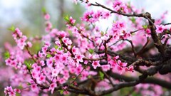 Những cây hoa Tết nào là xu hướng năm Bính Ngọ 2026?